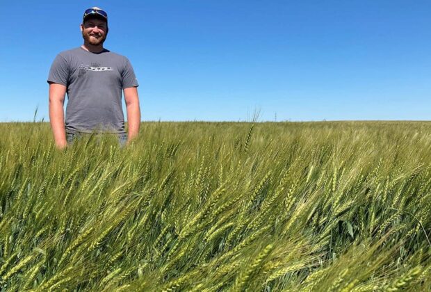 Duck-friendly winter wheat becomes a top cash crop in Manitoba