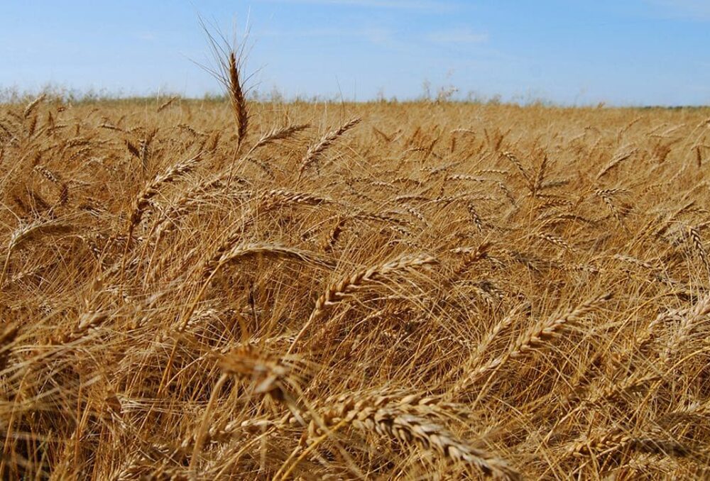 Winter wheat is a top-earning cereal crop in Manitoba