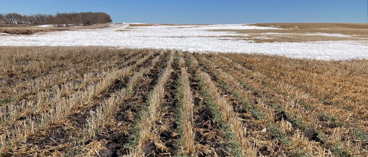 Winter wheat emerging in April in barley stubble on Lapointe's farm