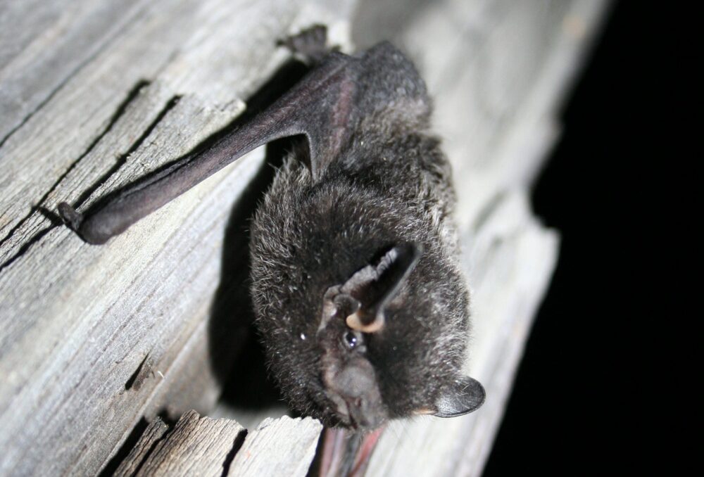 The silver-haired bat is among the most common, wide-ranging and easily recognizable bats in Alberta.