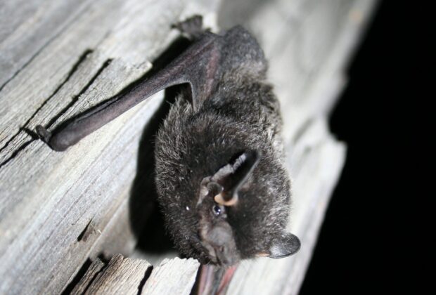 The benefits of bats