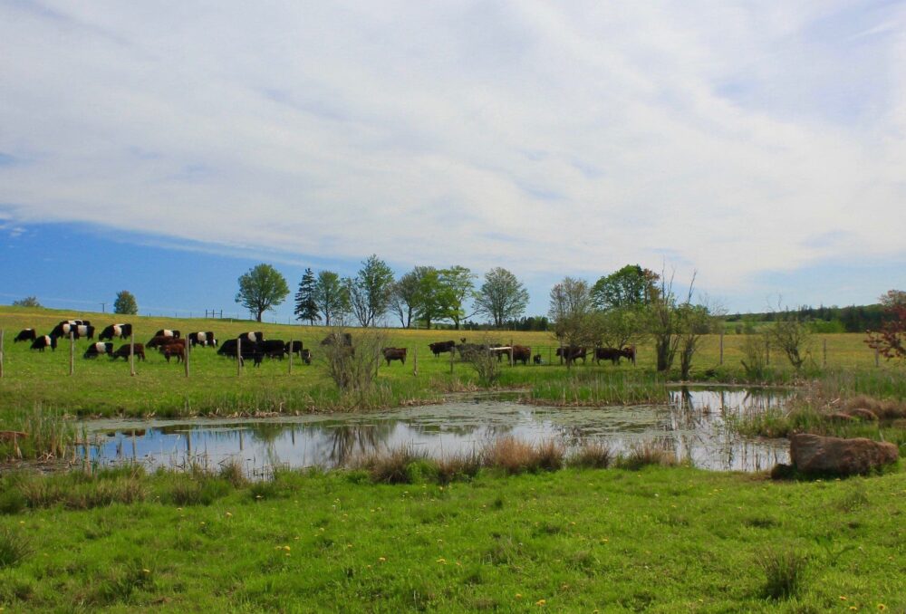 Rustaret Farm in Shamrock, PEI