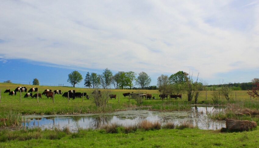 Improving water quality and biodiversity on farms