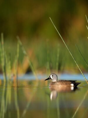 New research from DUC's IWWR