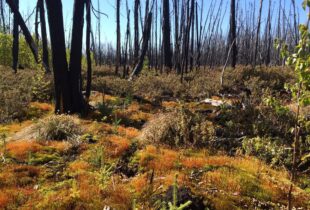 How do peatlands impact wildfires?