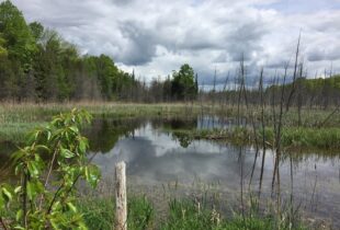 The Scott-Newton Wetland: A legacy built on a love of nature and wildlife lives on