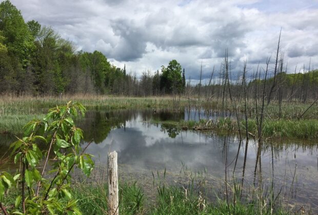 The Scott-Newton Wetland: A legacy built on a love of nature and wildlife lives on