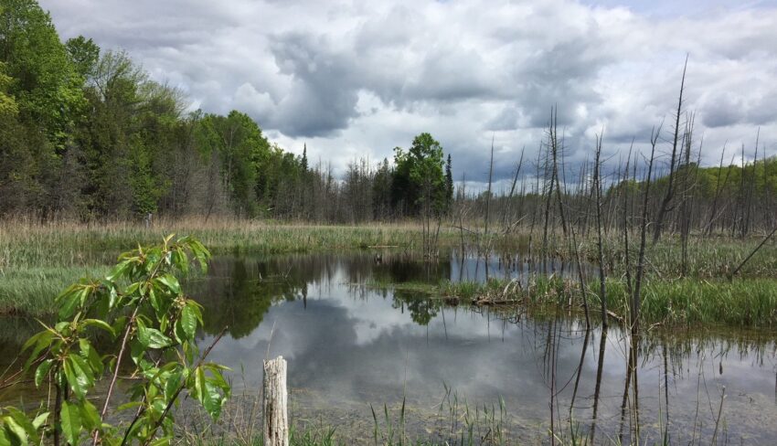 The Scott-Newton Wetland: A legacy built on a love of nature and wildlife lives on