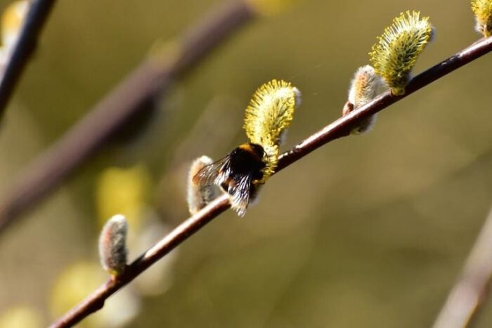 Natural areas that include tree species provide critical forage for native pollinators.