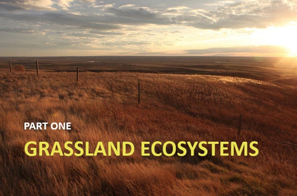 Learn about grassland ecosystems