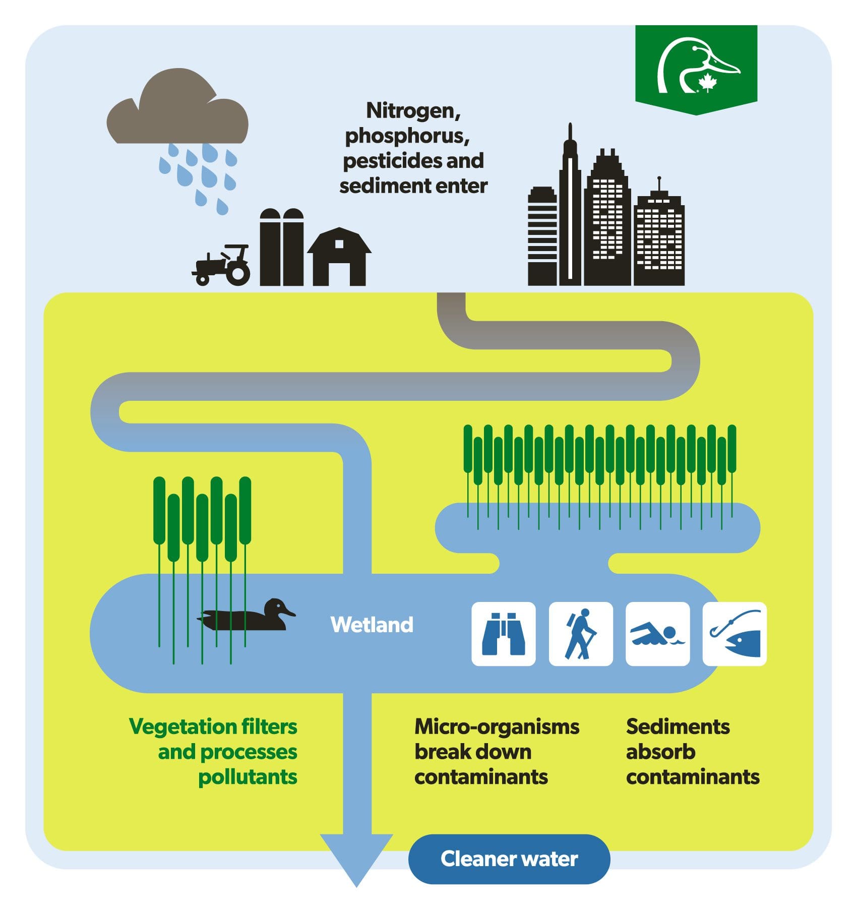 How wetlands work to protect lakes