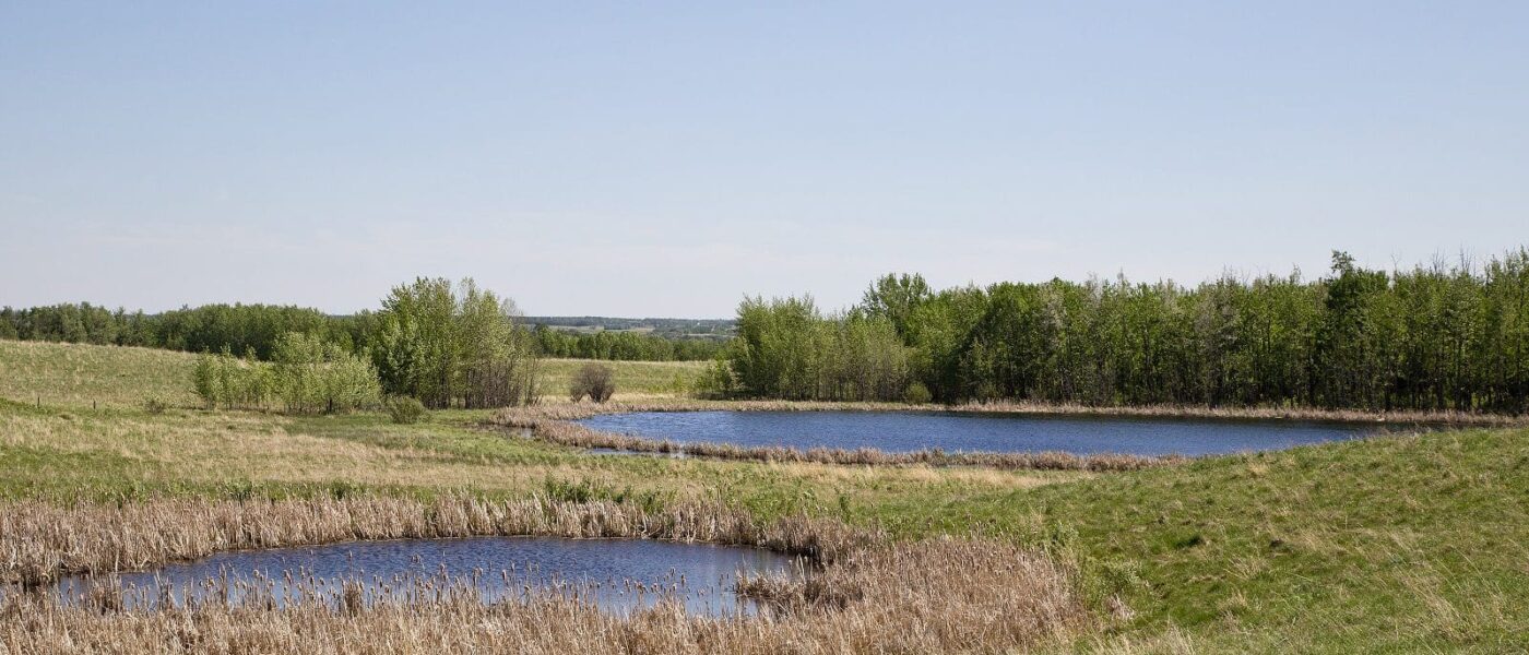 Prairie wetland in Alberta. 