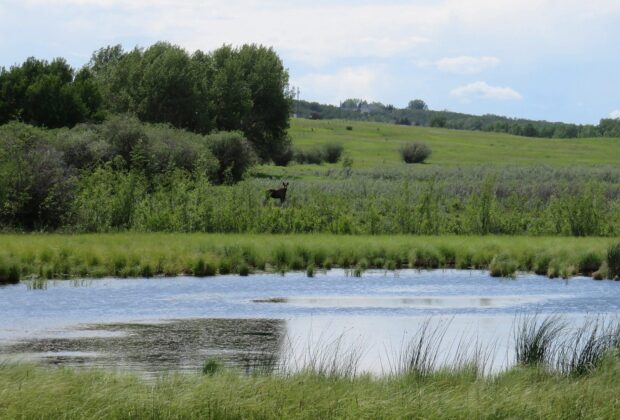 Four good reasons to make room for trees in agricultural landscapes