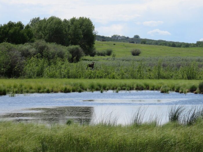 Tree cover provides habitat for a menagerie of forest-associated wildlife species, including deer and moose.