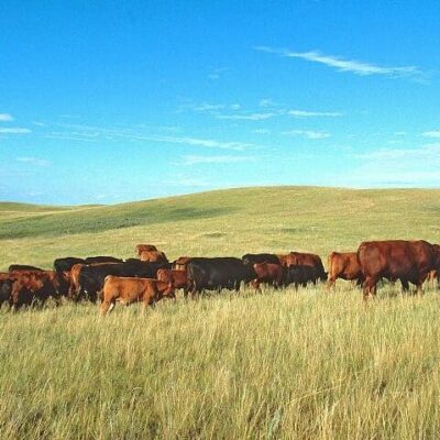 Grasslands