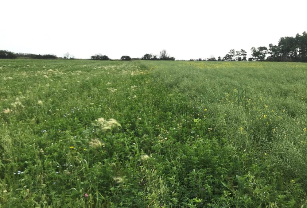 Forage is now established, making the formerly unproductive land more profitable for producers and attractive to pollinators, too.