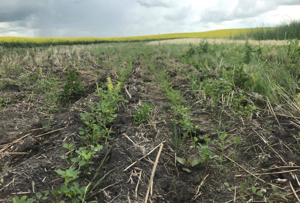 Forages starting to establish in a salinity-plagued cropland margin.