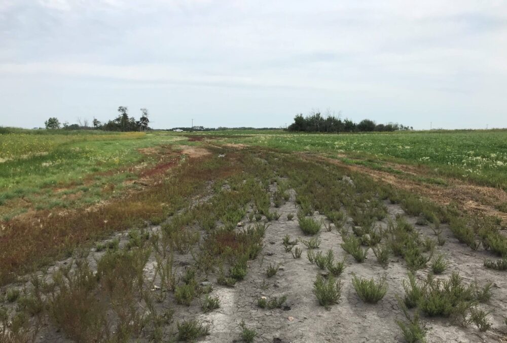 Saline areas in crop margins, like pictured here, benefit from establishment of perennial cover.