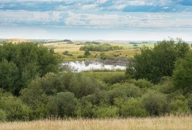 One ranch family’s mission to protect and conserve grasslands