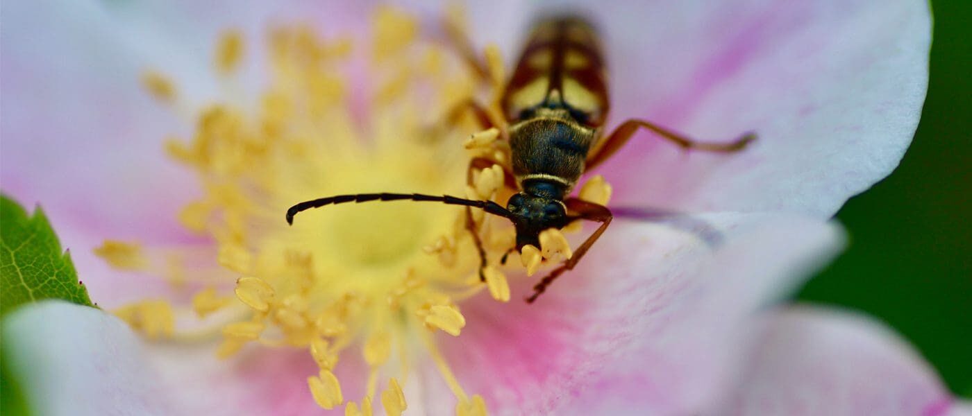 Pollinating bee on prairie rose.