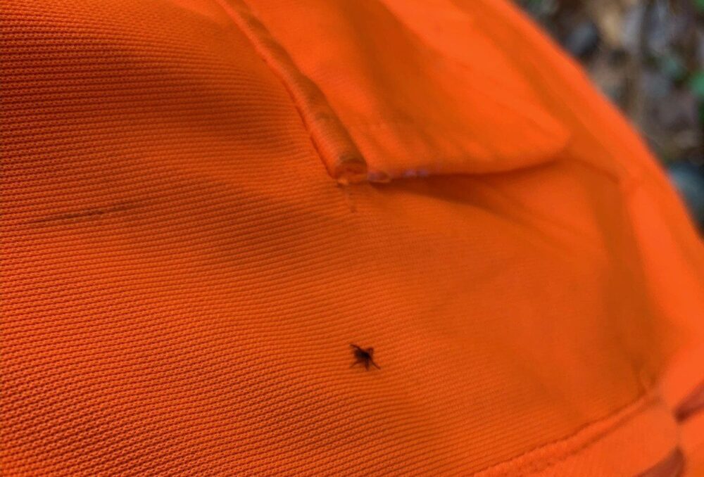 Tiny but mighty. Check your body for ticks after walking in the woods.
