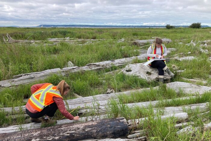 DUC’s field crew conducting an inventory of round log accumulations prior to their removal from tidal marsh habitat in Boundary Bay.  