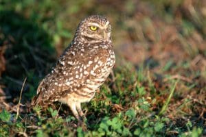 Burrowing owl standing in grass.