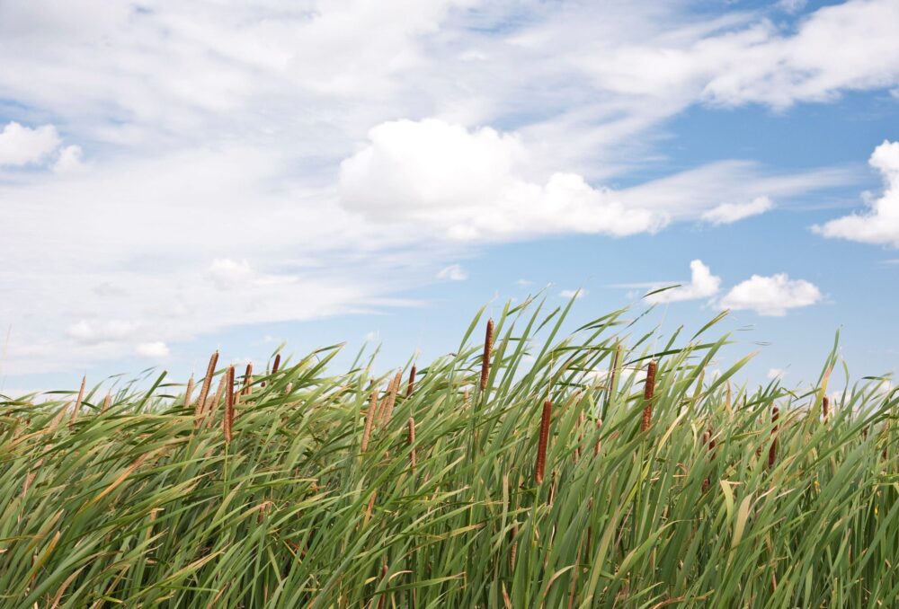 A cattail monoculture like the one pictured above will be the basis of a 