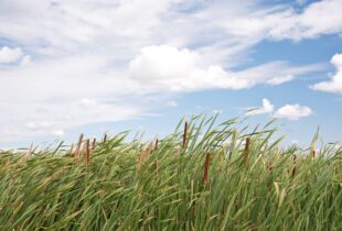 Engineered wetlands model provides solutions in Chalk River for Canadian Nuclear Laboratories