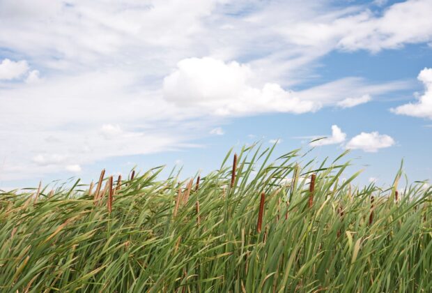 Engineered wetlands model provides solutions in Chalk River for Canadian Nuclear Laboratories