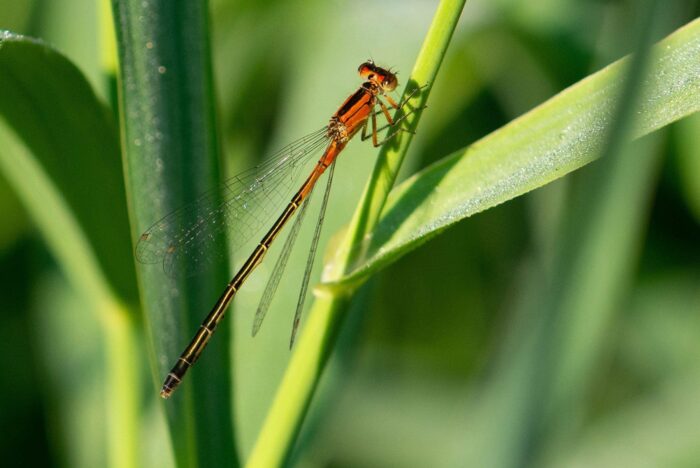 Eastern forktails are among the smallest damselflies. Females are orange at the start of their winged-adult stage but eventually change to slate blue as they mature.  