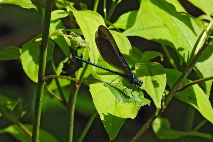 The brilliant metallic green bodies of ebony jewelwings flash sunlight as they flit around streamside vegetation and their large black wings quickly attract attention. They are also short-lived, usually only living as a flying adult for about two weeks.