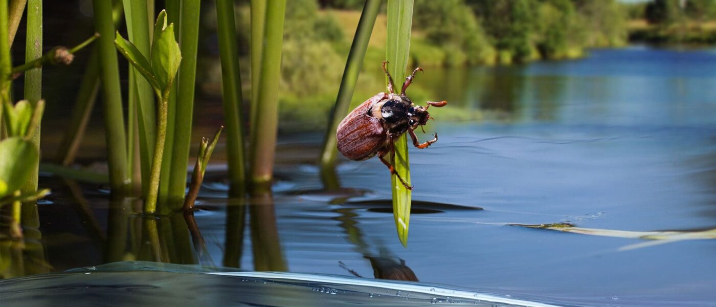 Etuaptmumk / Two-Eyed Seeing, Biodiversity