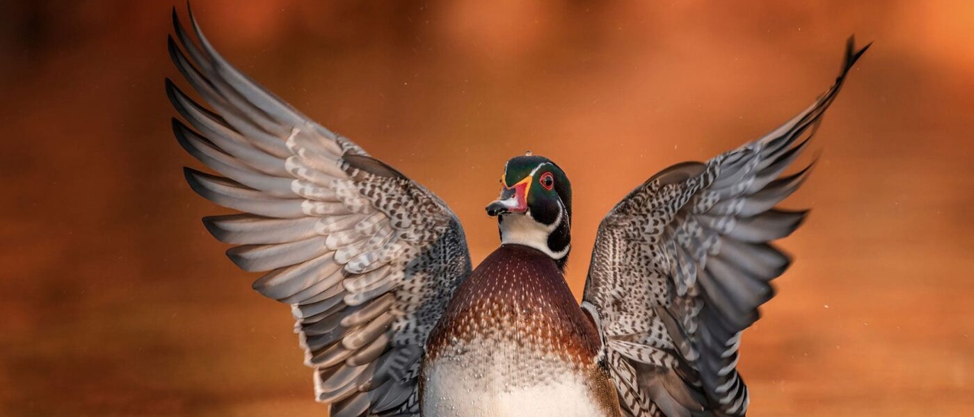 Wetlands, Waterfowl