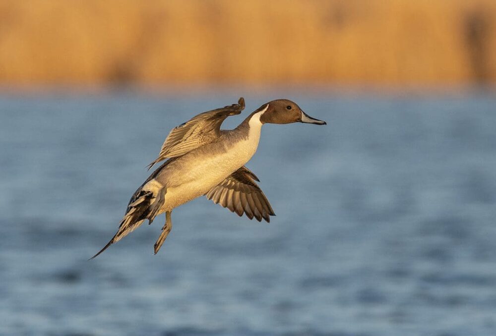 2023 northern pintail populations are estimated at 2.219 million, up 24 per cent from the 2022 population estimate and down 43 per cent from the long term average. 