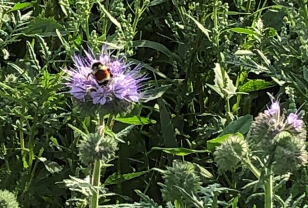 The value of perennial cover in marginal areas of agricultural land