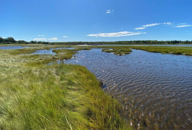Ducks Unlimited Canada celebrates land donation that protects critical salt marsh habitat and guards against sea-level rise