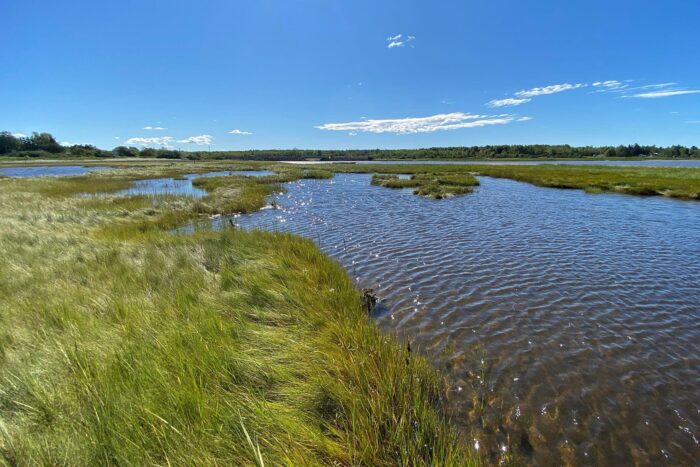 Salt marsh at Pointe-du-Chene. Sea-level rise is overtaking salt marsh vegetation and the challenge is how to protect them in situ while giving them space to migrate inland in some of the most sought-after areas on Canada’s coastlines. 