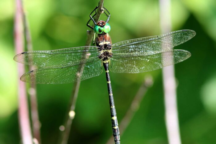 The royal river cruiser is a large dragonfly that likes to fly fast, low patrols over open water and sunny pathways.