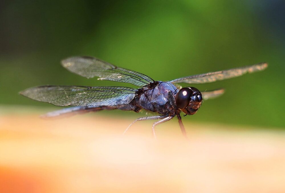 Slaty skimmer males are territorial and guard their mates, often from above. Females use their abdomens to flick their eggs into the water and toward shore.