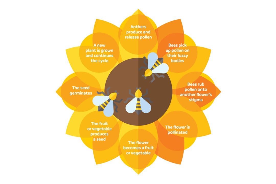 Graphic: What pollinators do