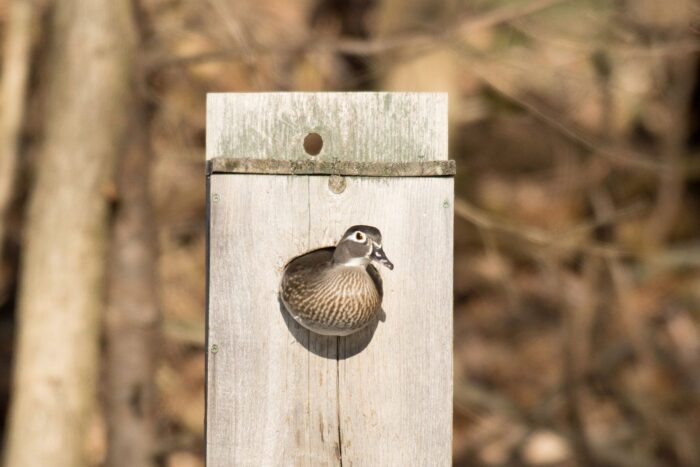 Wood duck hen