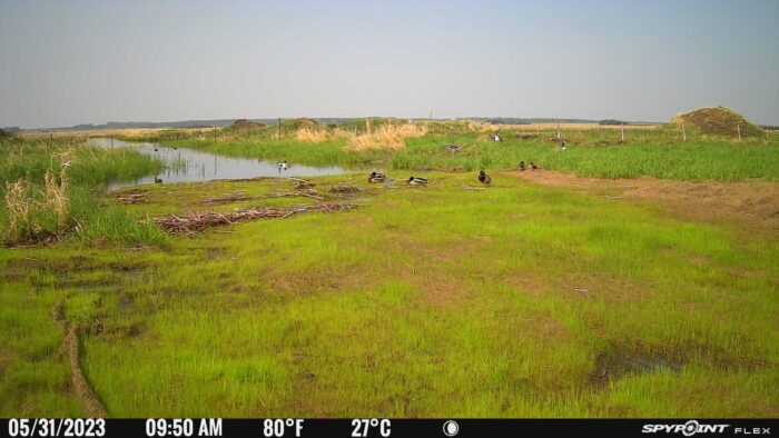 Only three weeks later, the restoration is an attractive spot for diverse birds and waterfowl.