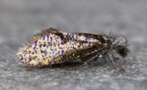 Chinquapin Leaf Miner