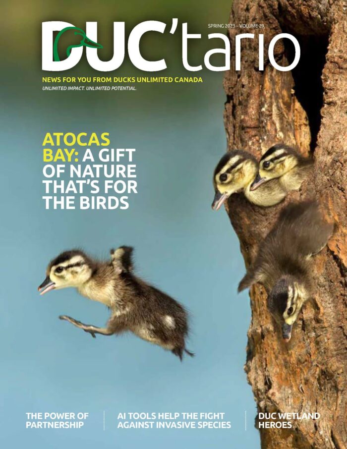 Duc'tario newsletter cover