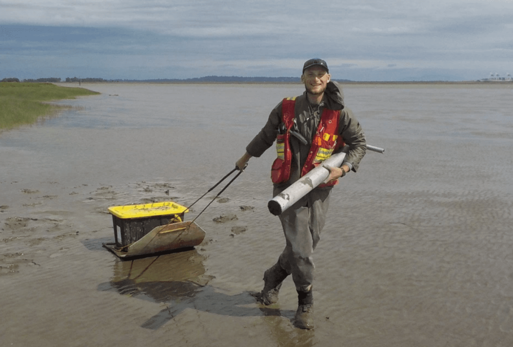 DUC's Eric Balke works in unvegetated mudflats at Sturgeon Bank outside the marsh leading edge, in an area formerly vegetated. At least 160 hectares of tidal marsh have died off at Sturgeon Bank since the 1980s. Ducks Unlimited Canada is working to curb marsh die off and restore marsh habitat.