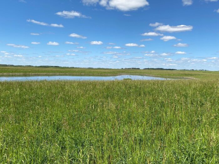 DUC's work with industry, through Saskatchewan's Wetland Mitigation Guideline, increased opportunities for wetland restoration in the province such as this restored basin near Wadena.