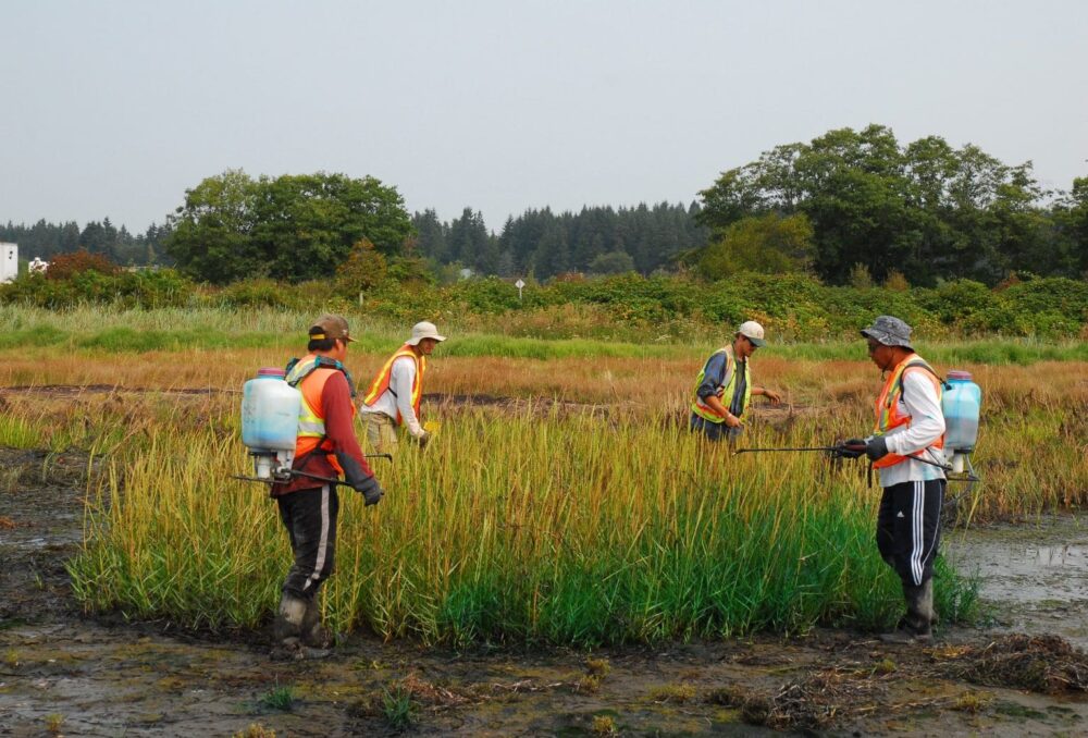 Crews treat Spartina infestations with direct application of low concentrations of herbicide, which has proven very effective in controlling the plant's spread.