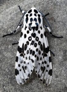 Giant Leopard Moth (Hypercompe scribonia)