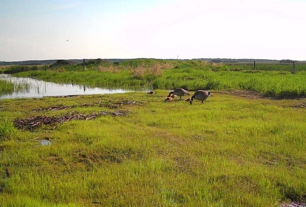 A family of Canada geese is seen foraging in the newly restored Hannotte wetland, a 260-acre (105-hectare) basin in Saskatchewan that was drained over 100 years ago.